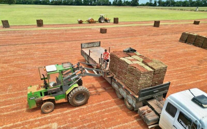 Grama natural direto do produtor! Qualidade e melhor preço para todo o Brasil