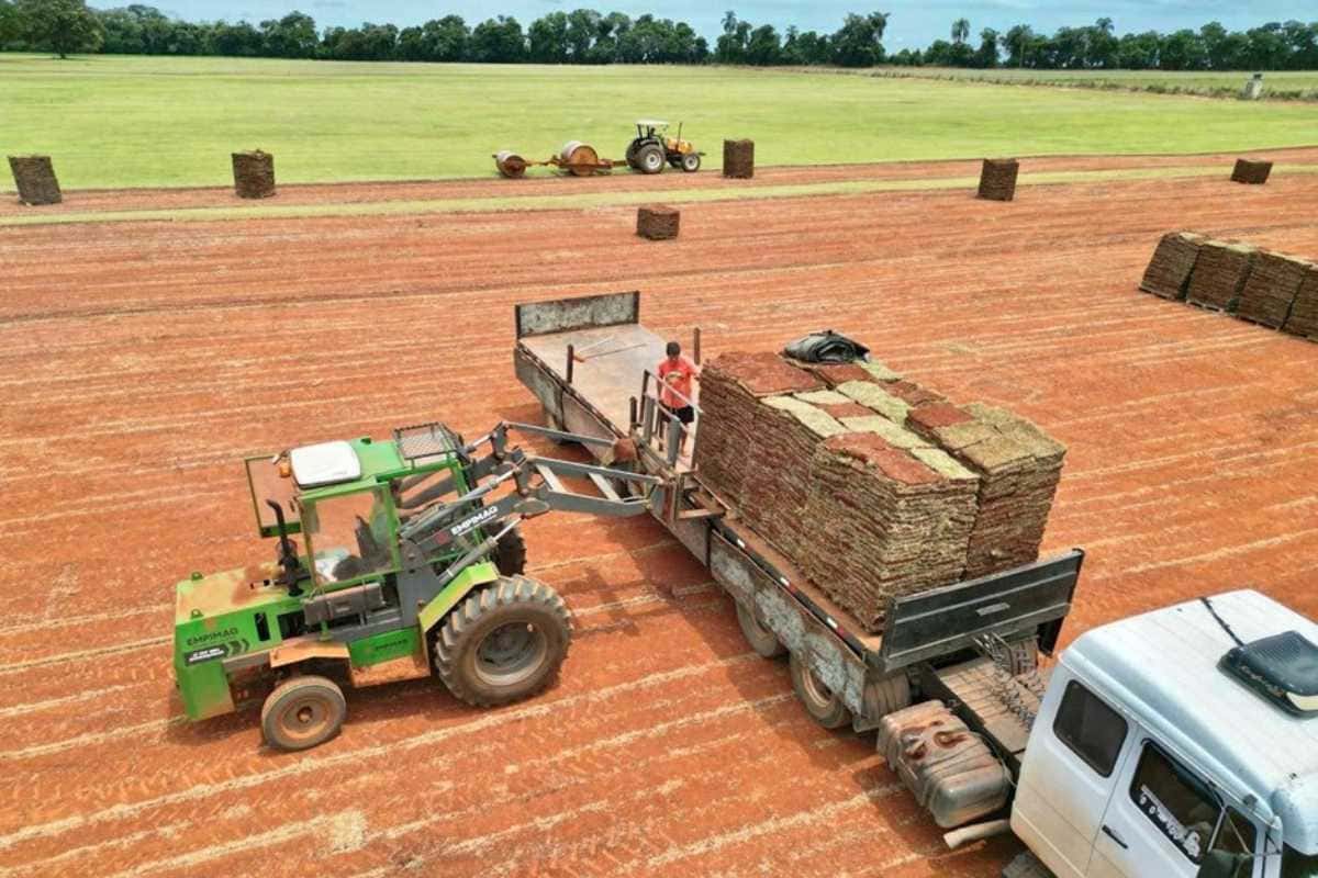 Grama natural direto do produtor! Qualidade e melhor preço para todo o Brasil Grama natural direto do produtor! Qualidade e melhor preço para todo o Brasil